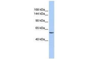 Image no. 1 for anti-Chromodomain Helicase DNA Binding Protein 2 (CHD2) (AA 36-85) antibody (ABIN6740379)