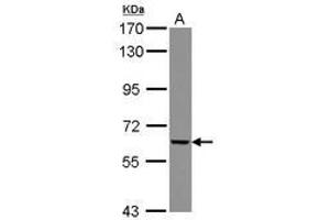 Image no. 1 for anti-gamma-Glutamyltransferase 5 (GGT5) (AA 47-328) antibody (ABIN1498453) (GGT5 Antikörper  (AA 47-328))