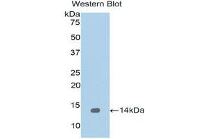 Western Blotting (WB) image for anti-Regenerating Islet-Derived 1 alpha (REG1A) (AA 33-166) antibody (ABIN1078467) (REG1A Antikörper  (AA 33-166))