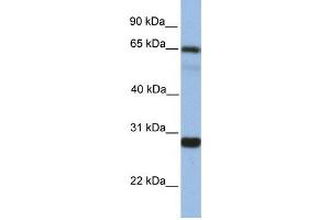 Western Blotting (WB) image for anti-Mediator Complex Subunit 4 (MED4) antibody (ABIN2459430) (MED4 Antikörper)