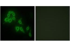 Immunofluorescence analysis of HepG2 cells, using Collagen V alpha2 Antibody.