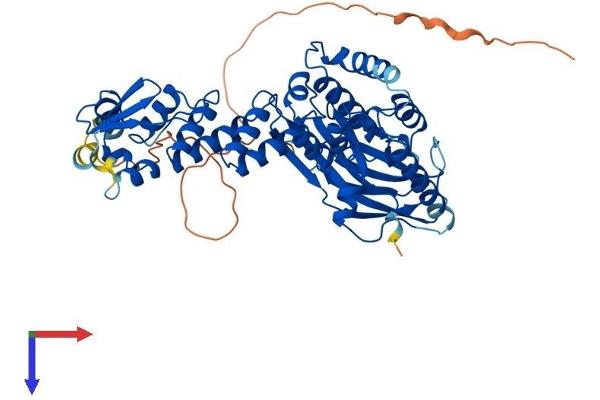 GMCL1 Protein (AA 1-515) (His tag)