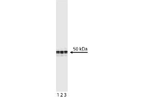 Western blot analysis of Cyclin E. (Cyclin E1 Antikörper)