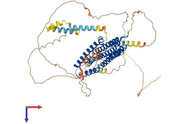 FAM114A1 Protein (AA 1-569) (His tag)
