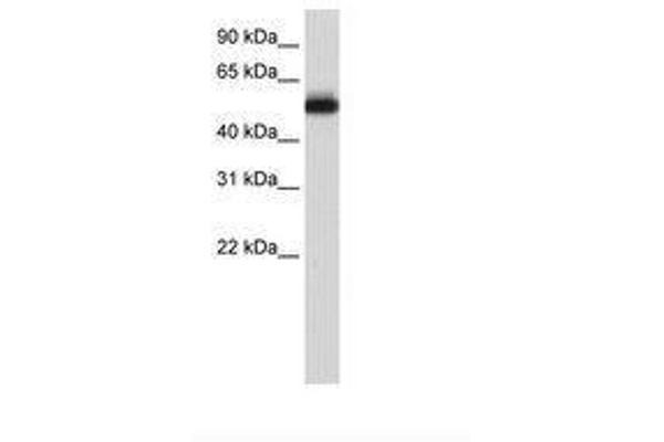 Zinc finger protein 82 homolog (ZFP82) (C-Term) antibody