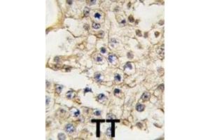 Immunohistochemistry (IHC) image for anti-EPH Receptor A10 (EPHA10) antibody (ABIN3003339) (EPH Receptor A10 Antikörper)