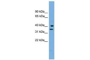 PNRC1 antibody used at 0. (PNRC1 Antikörper  (Middle Region))