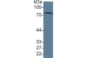 Western blot analysis of Human Serum, using Human TRF Antibody (3 µg/ml) and HRP-conjugated Goat Anti-Mouse antibody ( (Transferrin Antikörper  (AA 361-683))
