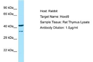 WB Suggested Anti-Hoxd9 Antibody   Titration: 1. (HOXD9 Antikörper  (N-Term))
