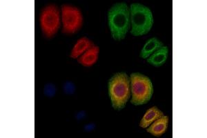 ABIN7093944 and ABIN7097988 staining Hela cells by IF/ICC. (PDE6B Antikörper  (N-Term))