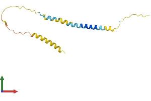 Protein Structure (PS) image for Brain Expressed, X-Linked 1 (BEX1) (AA 1-125) protein (His tag) (ABIN7552582)