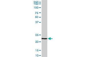 EFHD1 monoclonal antibody (M08A), clone 1F5. (EFHD1 Antikörper  (AA 168-238))