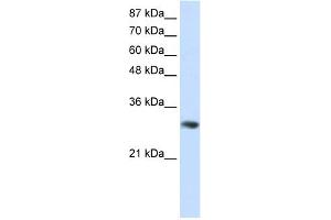 WB Suggested Anti-GNB2L1 Antibody Titration:  0. (GNB2L1 Antikörper  (C-Term))