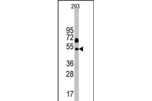 Western blot analysis of Nptx1 Antibody (C-term) in 293 cell line lysates (35 μg/lane). (NPX1 Antikörper  (C-Term))