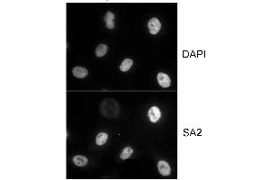 anti-Stromal Antigen 2 (STAG2) (AA 1100-1150) antibody