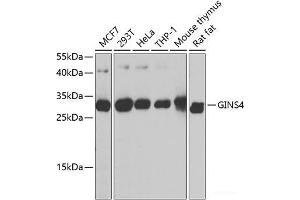 GINS4 Antikörper