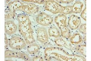 Immunohistochemistry of paraffin-embedded human kidney tissue using ABIN7142914 at dilution of 1:100 (AKAP8L Antikörper  (AA 1-240))