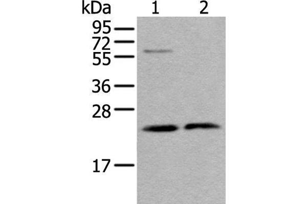 ABHD14B antibody