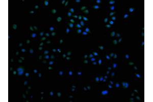 Immunofluorescence staining of Hela cells with ABIN7155485 at 1:100, counter-stained with DAPI. (SUV420H2/KMT5C Antikörper  (AA 235-345))