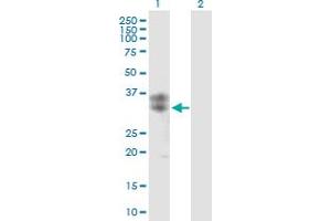 Western Blot analysis of CLEC5A expression in transfected 293T cell line by CLEC5A MaxPab polyclonal antibody.