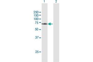 Western Blot analysis of TRAP1 expression in transfected 293T cell line by TRAP1 MaxPab polyclonal antibody. (TRAP1 Antikörper  (AA 1-704))