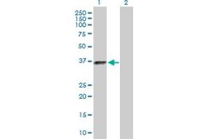 Lane 1: ELAVL3 transfected lysate ( 39. (ELAVL3 293T Cell Transient Overexpression Lysate(Denatured))