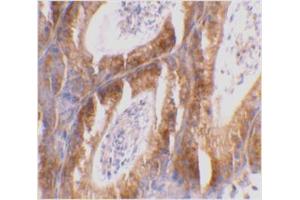 Immunohistochemical staining of mouse testis tissue using Bcl-G antibody at 2 μg/ml. (BCL2L14 Antikörper  (C-Term))