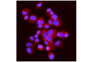 IF analysis of FABP-1/GOT2 using anti-FABP-1/GOT2 antibody (ABIN7601426). (GOT2 Antikörper  (AA 35-430))