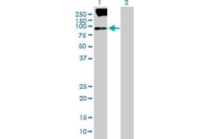 Western Blot analysis of SV2B expression in transfected 293T cell line by SV2B MaxPab polyclonal antibody.