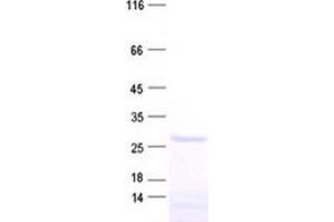 Validation with Western Blot (C9orf163 Protein (His tag))