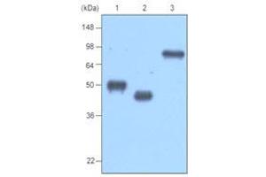 Western Blotting (WB) image for anti-MBP Tag antibody (ABIN317541)