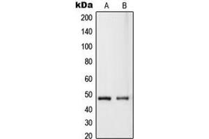 Western blot analysis of RASSF8 expression in HeLa (A), MCF7 (B) whole cell lysates. (RASSF8 Antikörper  (Center))