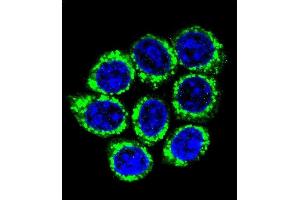 Confocal immunofluorescent analysis of GOG8A Antibody (N-term) (ABIN655146 and ABIN2844767) with 293 cell followed by Alexa Fluor 488-conjugated goat anti-rabbit lgG (green). (GOLGA8A Antikörper  (N-Term))