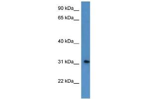 WB Suggested Anti-ROPN1L Antibody Titration: 0. (ROPN1L Antikörper  (N-Term))