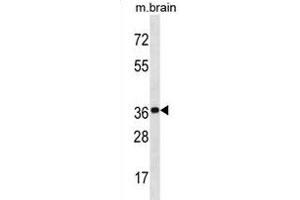 KCTD20 Antibody (C-term) (ABIN1881477 and ABIN2838989) western blot analysis in mouse brain tissue lysates (35 μg/lane). (KCTD20 Antikörper  (C-Term))