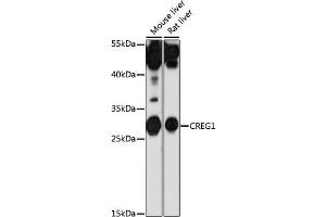 Western blot analysis of extracts of various cell lines, using CREG1 antibody (ABIN7266268) at 1:1000 dilution. (CREG1 Antikörper  (AA 110-190))