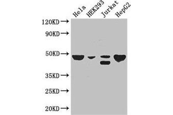 PLIN3 antibody  (AA 192-324)