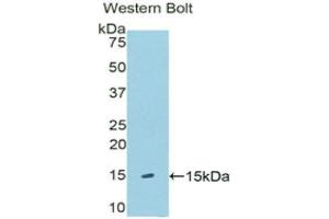 Western Blotting (WB) image for anti-Klotho beta (KLB) (AA 517-636) antibody (ABIN1176668) (Klotho beta Antikörper  (AA 517-636))
