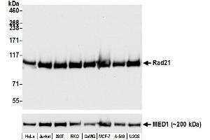Western Blotting (WB) image for anti-RAD21 Homolog (RAD21) (C-Term) antibody (ABIN7795620)