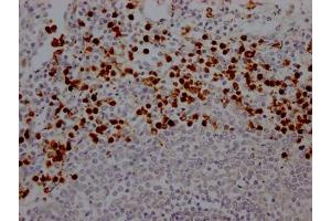 IHC image of ABIN7127635 diluted at 1:100 and staining in paraffin-embedded human spleen tissue performed on a Leica BondTM system. (Rekombinanter Myeloperoxidase Antikörper)
