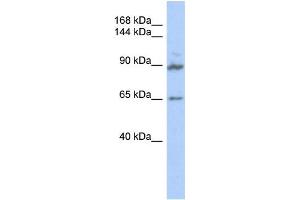 Western Blotting (WB) image for anti-G Protein-Coupled Receptor Associated Sorting Protein 2 (GPRASP2) antibody (ABIN2459546) (GPRASP2 Antikörper)