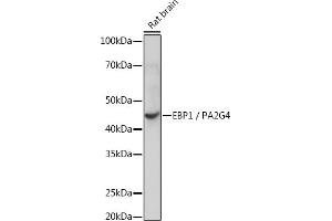 Western blot analysis of extracts of Rat brain, using EBP1/PG4 Rabbit mAb (ABIN7269550) at 1:1000 dilution. (PA2G4 Antikörper)