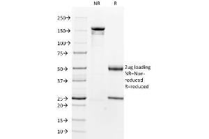 SDS-PAGE Analysis Purified Smooth Muscle Actin Mouse Monoclonal Antibody (1A4). (Smooth Muscle Actin Antikörper  (N-Term))