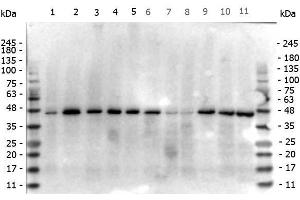Western Blot of Mouse anti-beta Actin antibody. (beta Actin Antikörper  (N-Term))