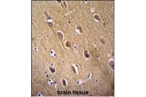 NSE Antibody  (ABIN389271 and ABIN2839404) immunohistochemistry analysis in formalin fixed and paraffin embedded human brain tissue followed by peroxidase conjugation of the secondary antibody and DAB staining. (ENO2/NSE Antikörper  (AA 213-239))