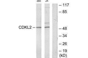 Western Blotting (WB) image for anti-Cyclin Dependent Kinase Like 2 (CDKL2) (Internal Region) antibody (ABIN1849852)