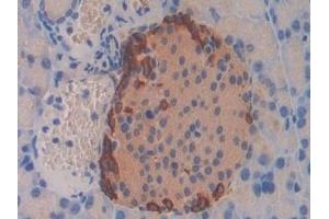 Detection of GCG in Mouse Pancreas Tissue using Polyclonal Antibody to Glucagon (GCG) (Glucagon Antikörper  (AA 21-180))