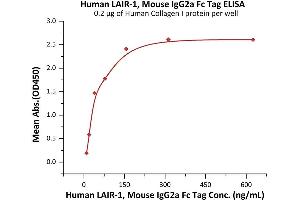 Immobilized Human Collagen I protein at 2 μg/mL (100 μL/well) can bind Human LAIR-1, Mouse IgG2a Fc Tag (ABIN6992424) with a linear range of 10-78 ng/mL (QC tested). (LAIR1 Protein (AA 22-163) (Fc Tag))