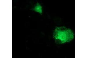 Anti-ITFG2 mouse monoclonal antibody (ABIN2454681) immunofluorescent staining of COS7 cells transiently transfected by pCMV6-ENTRY ITFG2 (RC200818). (ITFG2 Antikörper)