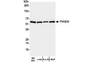 Western Blotting (WB) image for anti-phosphoglycerate Dehydrogenase (PHGDH) (AA 1-50) antibody (ABIN7455052) (PHGDH Antikörper  (AA 1-50))